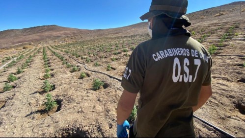 Más de 1.200 plantas: Decomisan cultivo de marihuana en el desierto