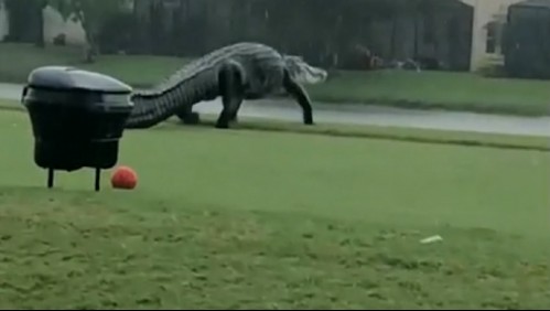 Cocodrilo gigante es captado mientras pasea por campo de golf
