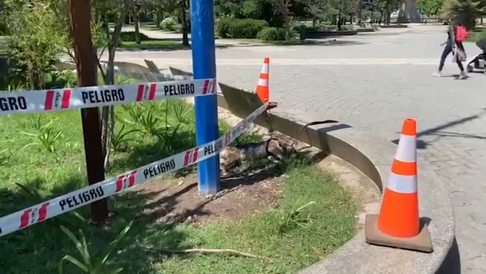 Perro muere electrocutado en Parque Quinta Normal tras tocar poste de las cámaras de vigilancia Perro muere electrocutado en Parque Quinta Normal tras tocar poste de las cámaras de vigilancia