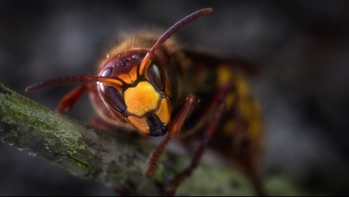 Canadá activa alerta por la llegada de avispones asiáticos 'asesinos' desde Estados Unidos