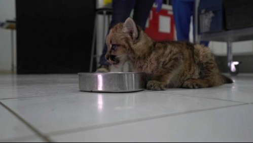 Contradictorio rescate de cachorro de puma en Ovalle: No podrá ser devuelto a su hábitat natural