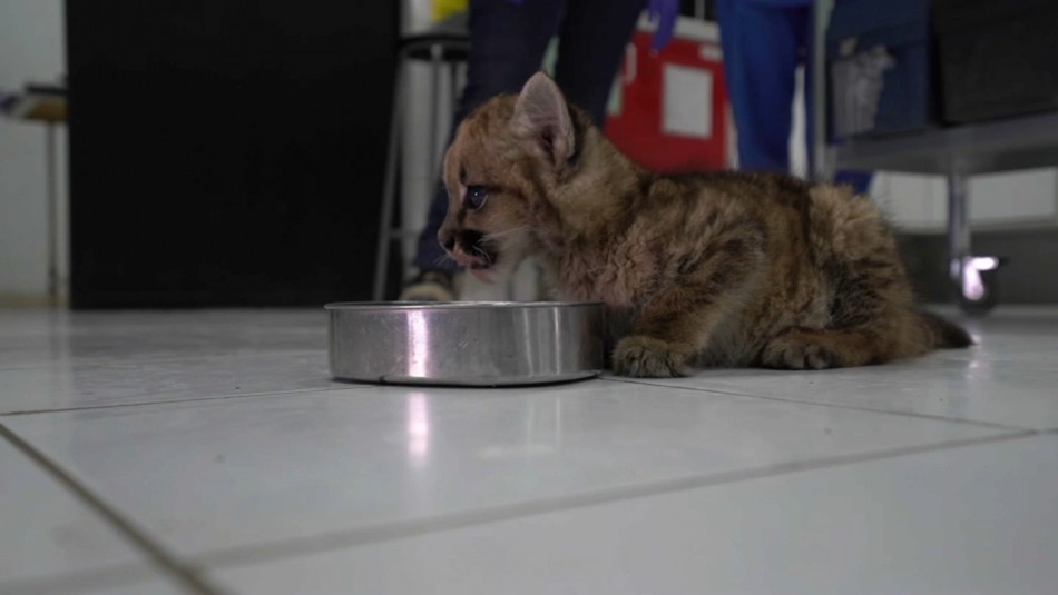 Contradictorio rescate de cachorro de puma en Ovalle: No podrá ser devuelto a su hábitat natural Contradictorio rescate de cachorro de puma en Ovalle: No podrá ser devuelto a su hábitat natural