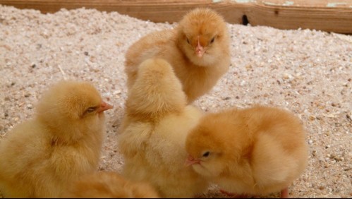 Unos 70 mil pollos podrían ser sacrificados por brote de gripe aviar en Alemania