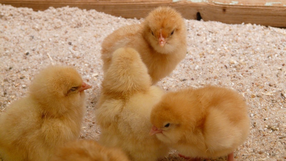 Unos 70 mil pollos podrían ser sacrificados por brote de gripe aviar en Alemania Unos 70 mil pollos podrían ser sacrificados por brote de gripe aviar en Alemania