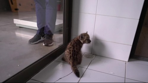 Vuelco en caso de puma: No será devuelto a su hábitat porque familia lo habría 'domesticado'