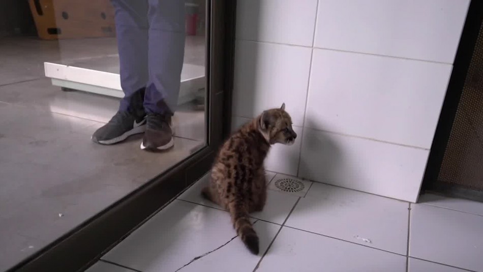 Vuelco en caso de puma: No será devuelto a su hábitat porque familia lo habría Vuelco en caso de puma: No será devuelto a su hábitat porque familia lo habría