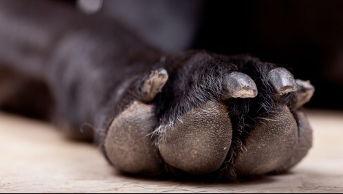 Mujer amarró a su perro a un vehículo y lo arrastró por siete cuadras en Argentina