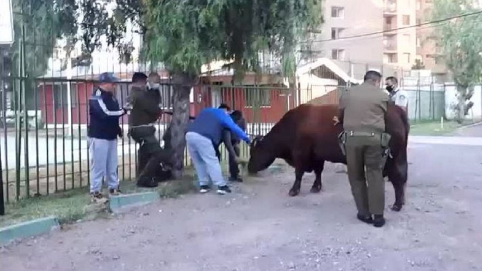 Toro de gran tamaño se paseó por la Alameda: Fue retenido por Carabineros Toro de gran tamaño se paseó por la Alameda: Fue retenido por Carabineros