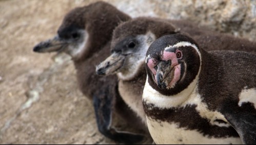 Un 'raro' pingüino blanco fue descubierto en las islas ecuatorianas de Galápagos