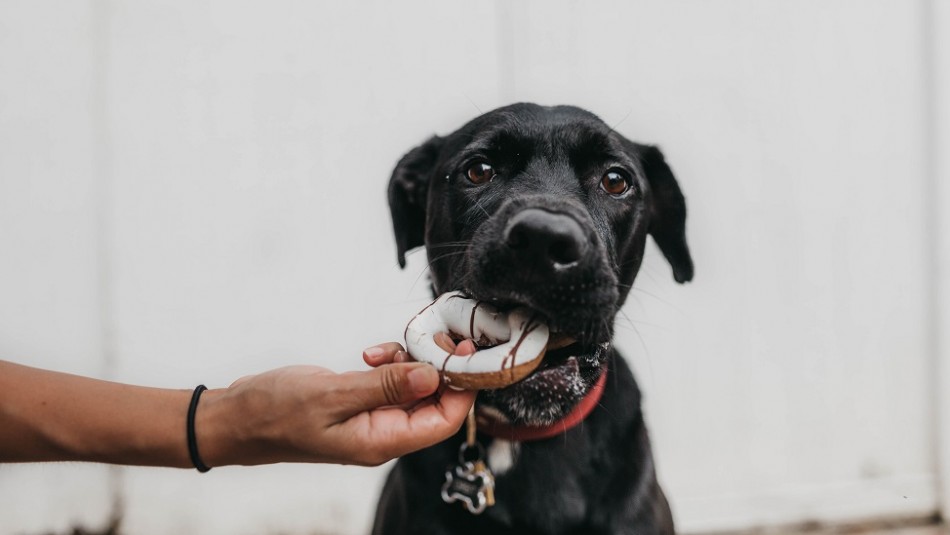 Estos son los alimentos que no pueden comer los perros Estos son los alimentos que no pueden comer los perros