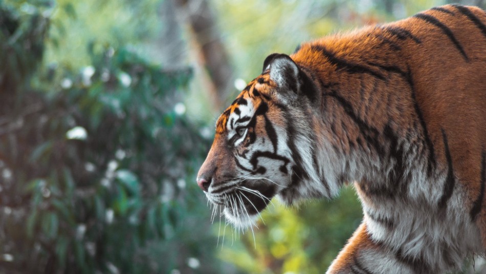 Graban Video De Ataque De Tigre De Bengala Que Escapo De Su Reserva Asi Salvaron Sus Vidas Meganoticias