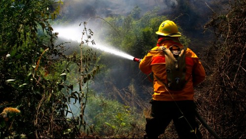 Alerta Roja por incendio forestal que se acerca a reserva nacional en región del Maule