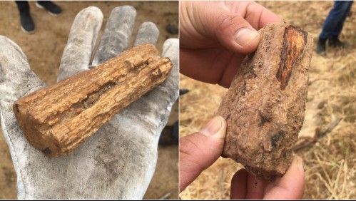 Halla troncos fósiles que serían del año 15 mil AC mientras limpiaba el patio de la parcela