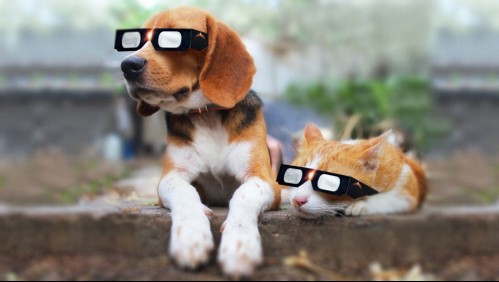 Eclipse solar total: ¿Qué pasará con las mascotas durante el fenómeno astronómico?