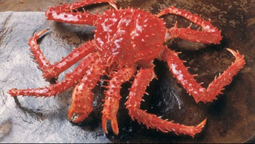 Sernapesca hará 'investigación' por presencia de coronavirus en centolla chilena enviada a China