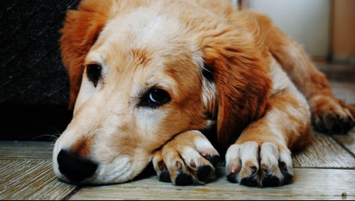Dueño de criadero ilegal de perros le cortó las cuerdas vocales a 34 caninos en España