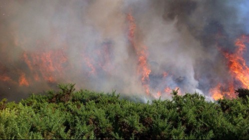 Incendio forestal: Onemi decreta alerta roja para la comuna de Olmué