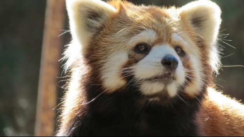 Buin Zoo presenta a 'Popo' e 'Ichiha', pareja de pandas rojos en peligro de extinción
