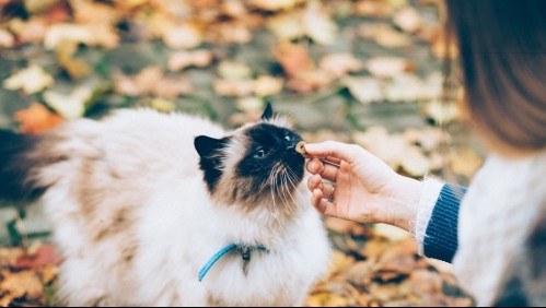 Conoce los alimentos y otras sustancias mortales para los gatos