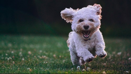 Con estos alimentos tu perrito crecerá más sano y fuerte