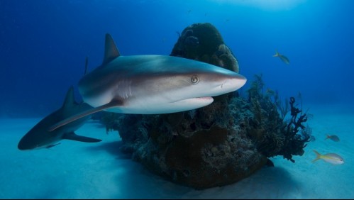 El tiburón del Triángulo de Las Bermudas que mide 50 centímetros y ataca submarinos