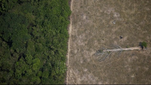 Amazonía perdió 8% de su territorio en 18 años: Una superficie equivalente a la de España