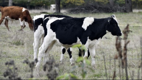 Carabinero involucrado en robo de vacuno queda en prisión preventiva