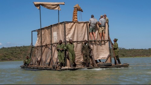Espectacular rescate de jirafas varadas en una isla