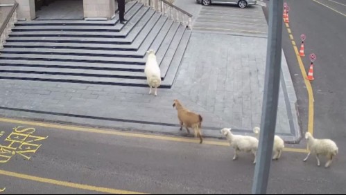 Ovejas 'porfiadas' intentan ingresar a edificio municipal