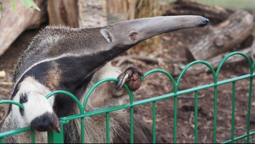 Zoológico deberá indemnizar a familia luego que un oso hormiguero matara a su hija