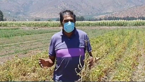 Crisis hídrica: Agricultores sufren pérdida total de su producción en Curacaví y María Pinto