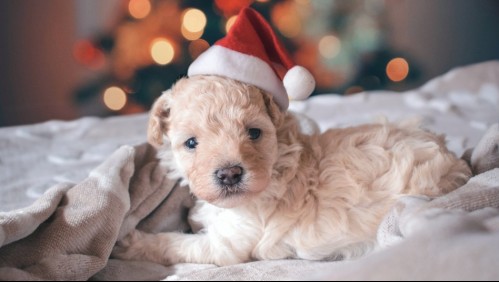 ¿Es recomendable regalar una mascota en Navidad?: Conoce qué dicen los expertos