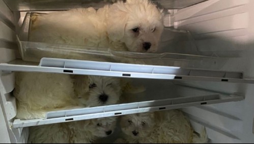 Los iban a vender como regalos de Navidad: Rescatan a cachorros escondidos en un refrigerador
