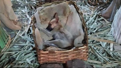 Sorprenden a perro durmiendo en un pesebre: Su historia se viralizó y tuvo final feliz