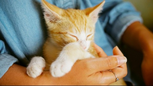 Aprende a reconocer la obesidad en los gatos: Estas son cinco señales visibles