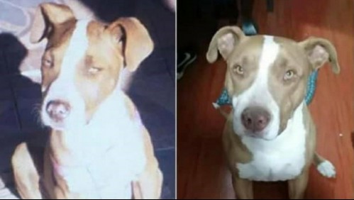 Denuncian que mujer apuñaló y mató a perrita de su vecina en Los Andes
