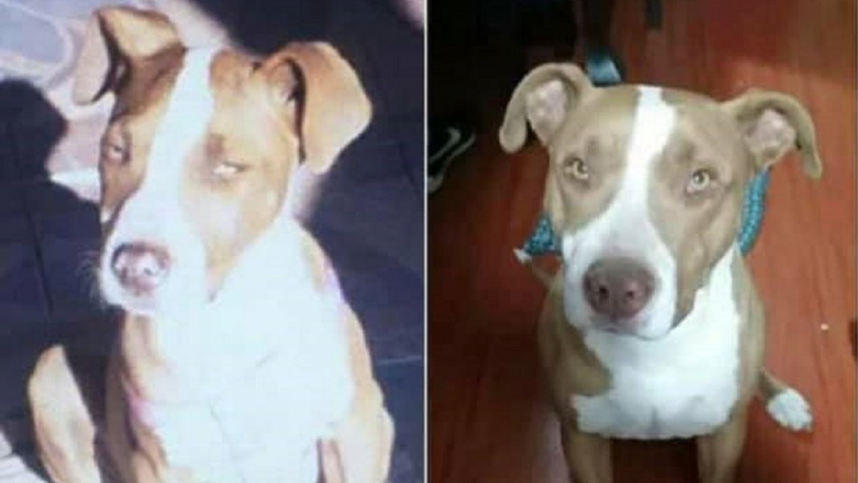 Perrita apuñalada en Los Andes Denuncian que mujer apuñaló y mató a perrita de su vecina en Los Andes