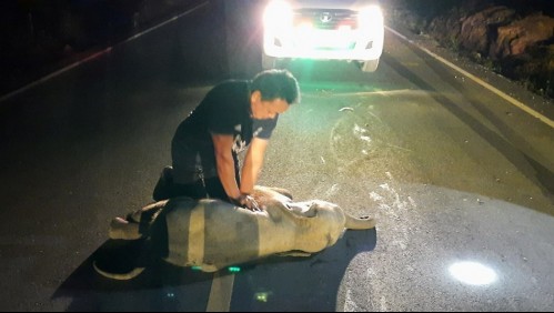 Paramédico le salvó la vida a elefante bebé que fue atropellada por motociclista