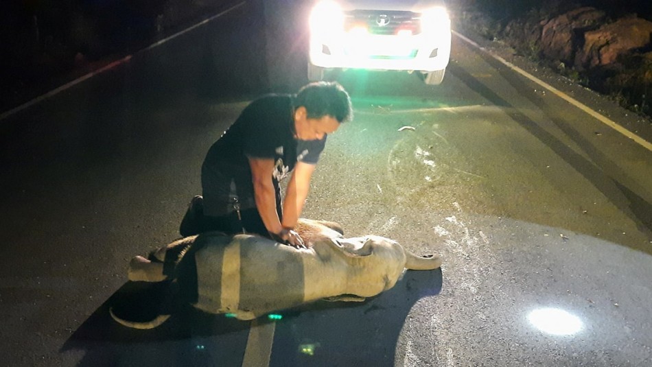 Paramédico le salvó la vida a elefante bebé que fue atropellada por motociclista Paramédico le salvó la vida a elefante bebé que fue atropellada por motociclista
