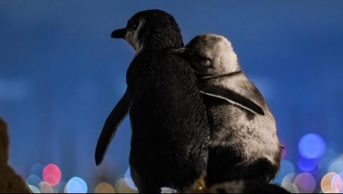 Pingüinos viudos se consuelan cada noche tras perder a sus parejas y conmueven al mundo