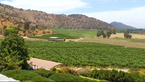 Ruta del vino: Enoturismo en tiempos de pandemia