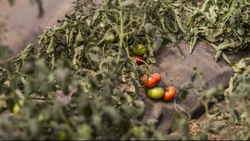 Derrumbe en canal Las Mercedes: Agricultores sufren pérdidas millonarias en Curacaví