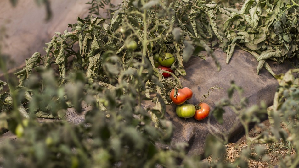 Agricultores sufren pérdidas millonarias en Curacaví Derrumbe en canal Las Mercedes: Agricultores sufren pérdidas millonarias en Curacaví