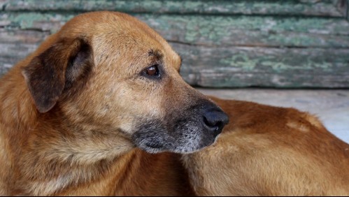 Aumenta el abandono de animales durante la pandemia: Autoridades llaman a denunciar