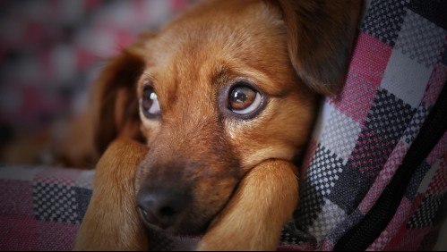 Fuegos artificiales: Expertos aconsejan cómo actuar si un perro sufre una crisis
