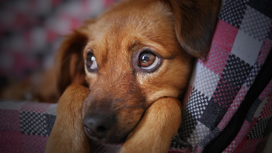 como-actuar-en-caso-de-que-un-perro-sufra-una-crisis-por-fuegos-artificiales_322584_3_5fe7985b150dd
