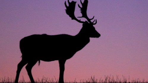 Ciervo 'mágico' sobrevive cuando una flecha le atraviesa la cabeza: fotógrafa lo grabó