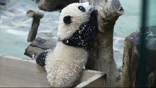 Aparece por primera vez ante las cámaras uno de los últimos grandes pandas de Taiwán
