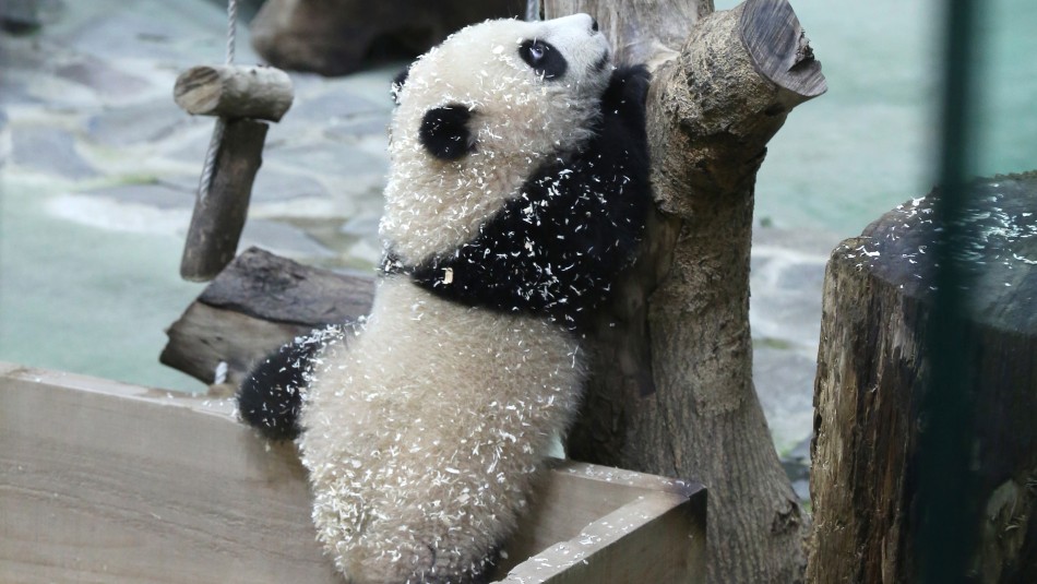 Aparece por primera vez ante las cámaras uno de los últimos grandes pandas de Taiwán Aparece por primera vez ante las cámaras uno de los últimos grandes pandas de Taiwán