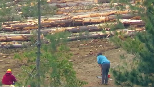 Bandas utilizan maquinaria pesada para realizar millonarios robos de madera en el sur